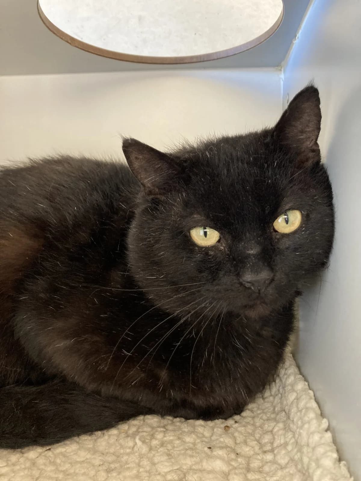 Espresso, male Mixed Breed for adoption at Dierenasiel Sint-Truiden, Sint-Truiden