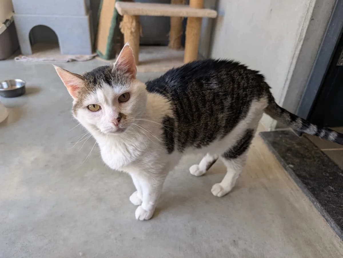 Fluk, male senior Mixed Breed for adoption at Dierenasiel Sint-Truiden, Sint-Truiden