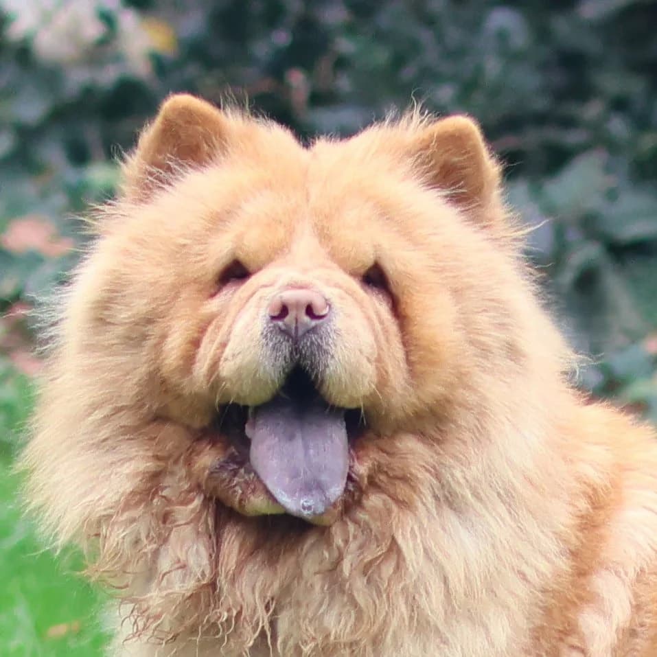 Goldie – Geadopteerd, female 4yo mixed breed for adoption at Dierenasiel Sint-Truiden, Sint-Truiden