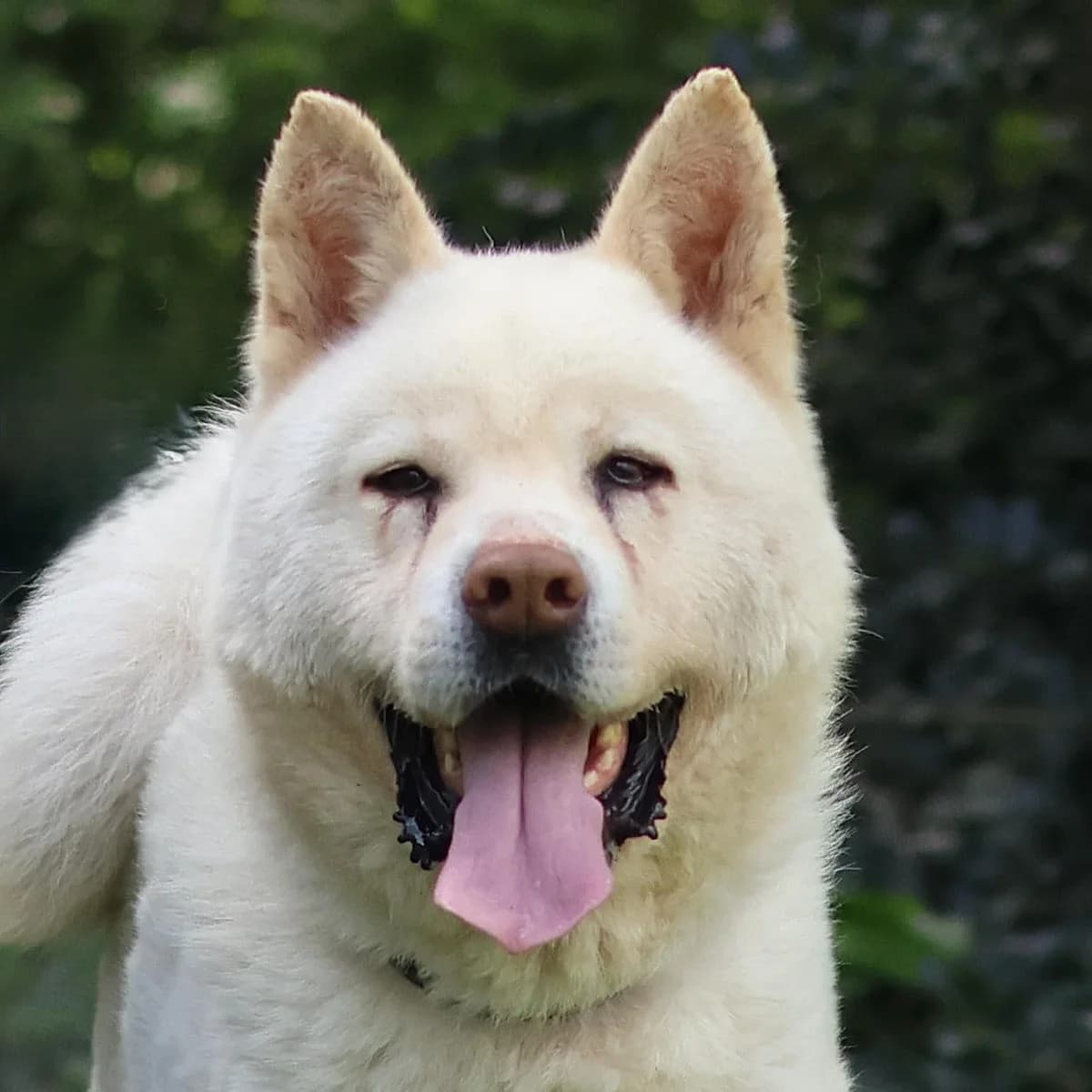 Hachi, male senior Akita for adoption at Dierenasiel Sint-Truiden, Sint-Truiden