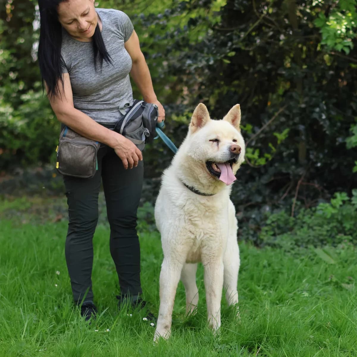 Hachi, male Akita for adoption at Dierenasiel Sint-Truiden, Sint-Truiden — photo 2 of 12