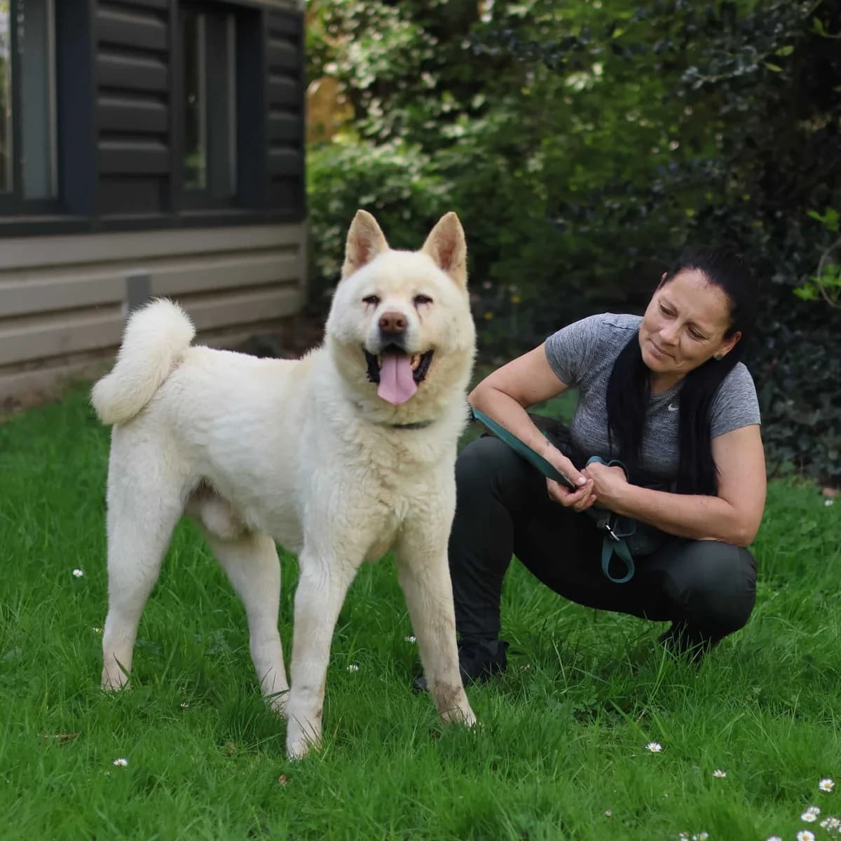 Hachi, male Akita for adoption at Dierenasiel Sint-Truiden, Sint-Truiden — photo 3 of 12