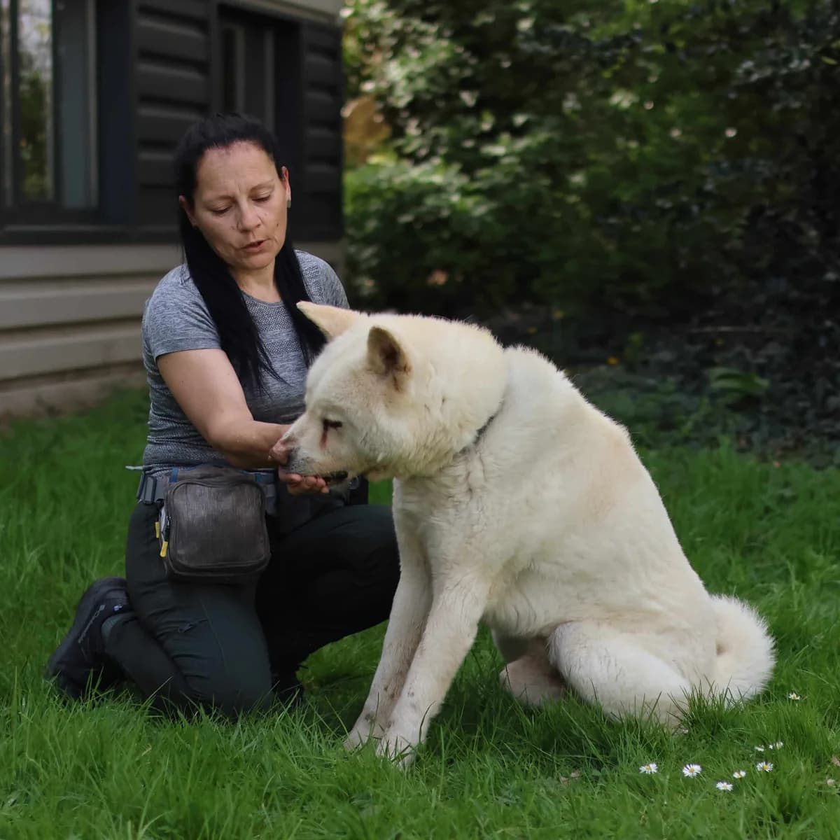 Hachi, male Akita for adoption at Dierenasiel Sint-Truiden, Sint-Truiden — photo 4 of 12