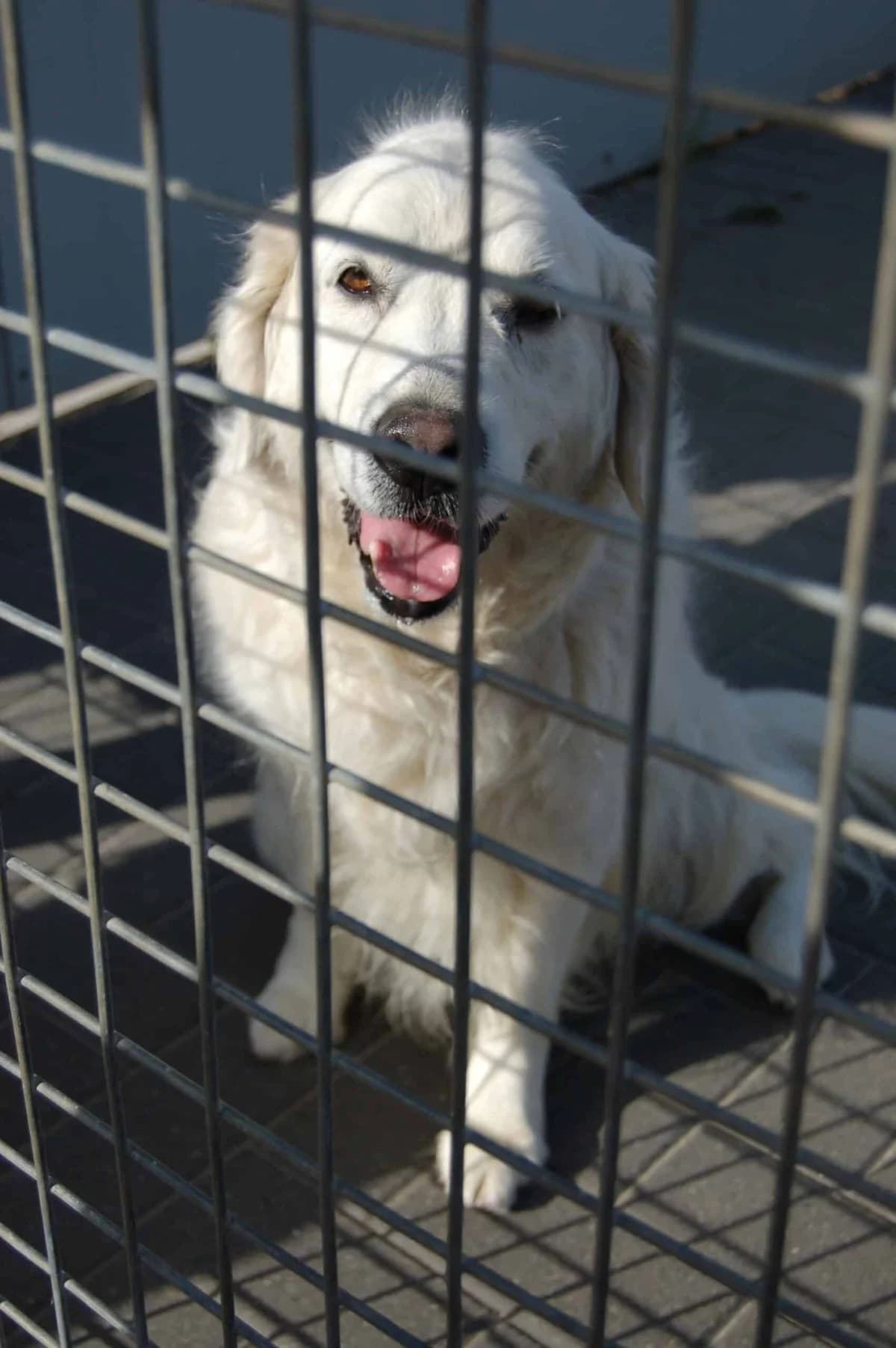 Hachi, male Akita for adoption at Dierenasiel Sint-Truiden, Sint-Truiden — photo 7 of 12