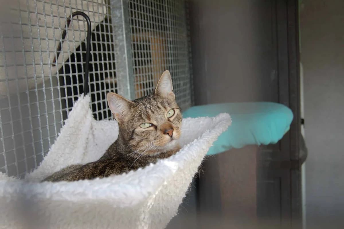 Hachi, male Akita for adoption at Dierenasiel Sint-Truiden, Sint-Truiden — photo 8 of 12