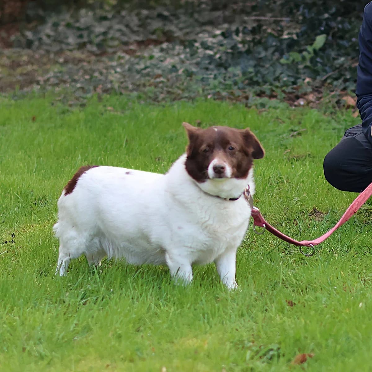 Hazel,  mixed breed for adoption at Dierenasiel Sint-Truiden, Sint-Truiden — photo 2 of 12