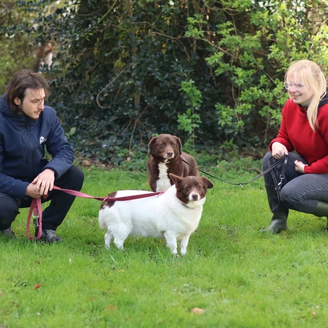Hazel,  mixed breed for adoption at Dierenasiel Sint-Truiden, Sint-Truiden — photo 3 of 12