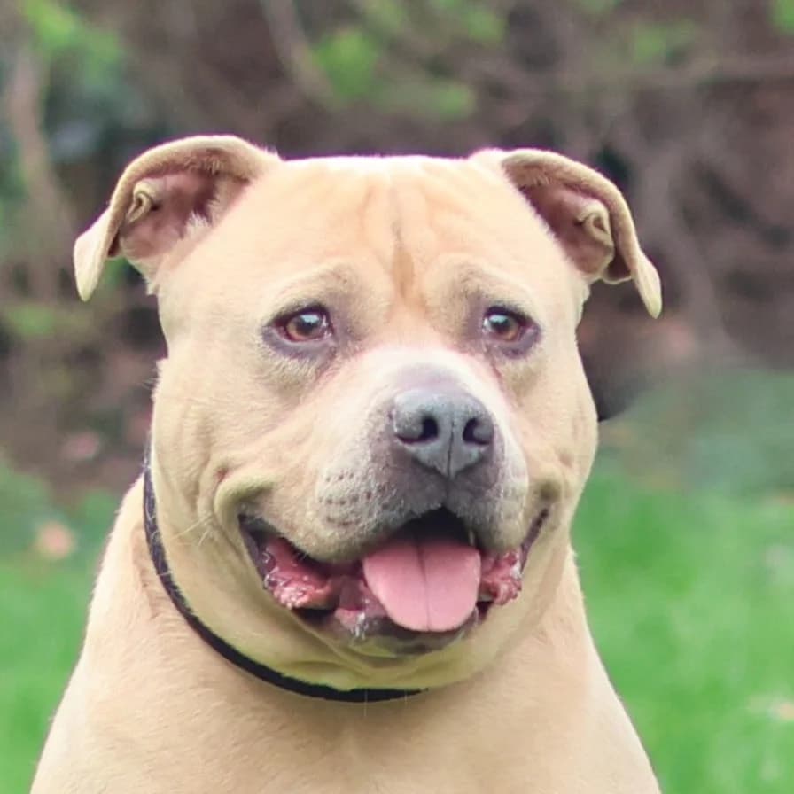 Kenzo, male Staffordshire Bull Terrier for adoption at Dierenasiel Sint-Truiden, Sint-Truiden