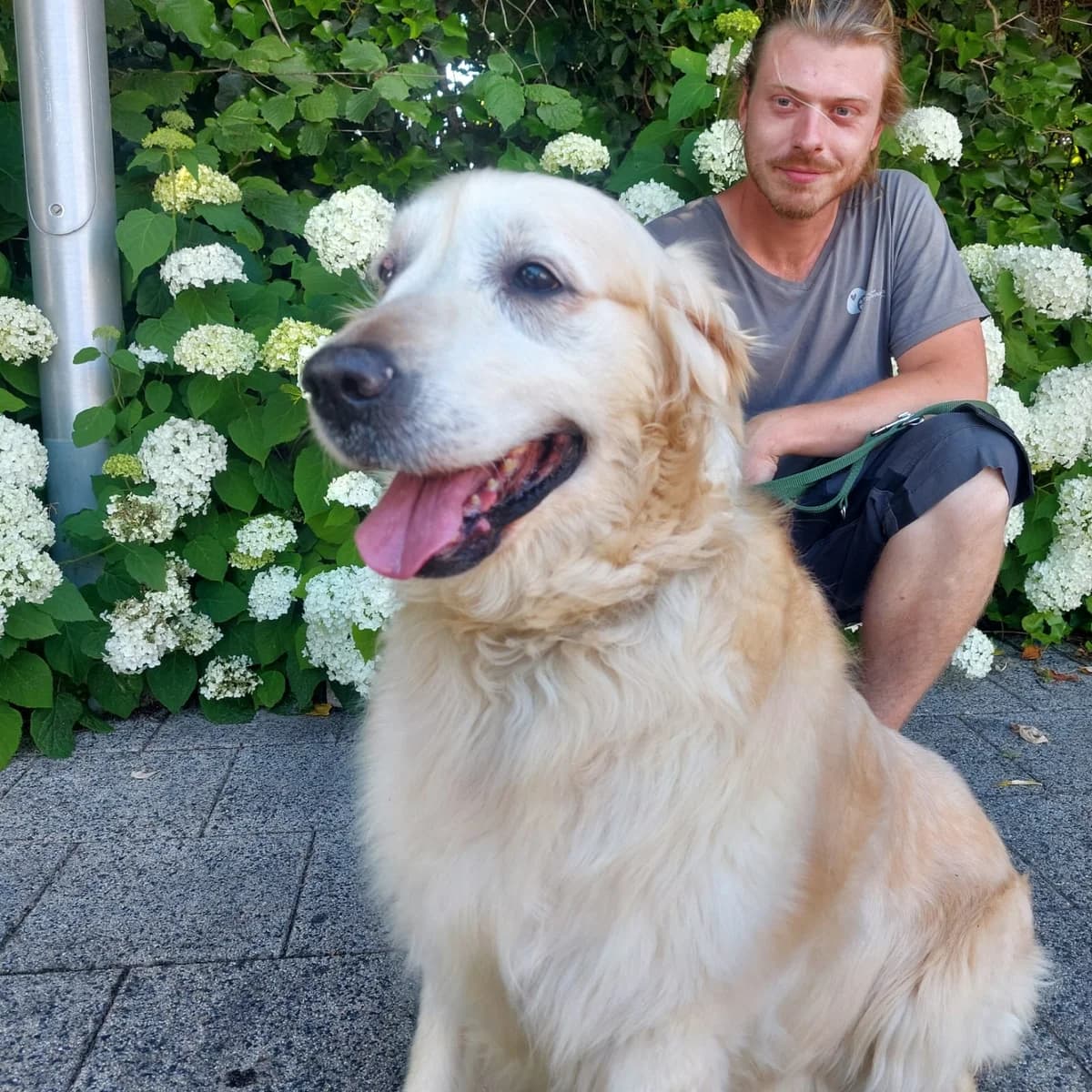 Kwispel, female senior Golden Retriever for adoption at Dierenasiel Sint-Truiden, Sint-Truiden