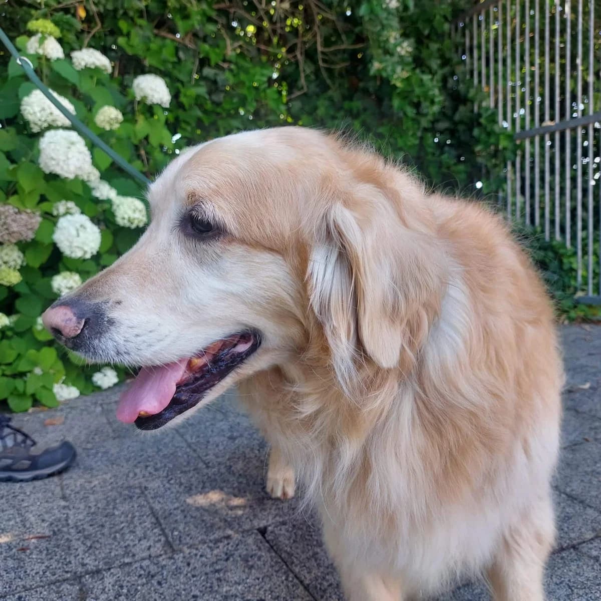 Kyra, female senior Golden Retriever for adoption at Dierenasiel Sint-Truiden, Sint-Truiden