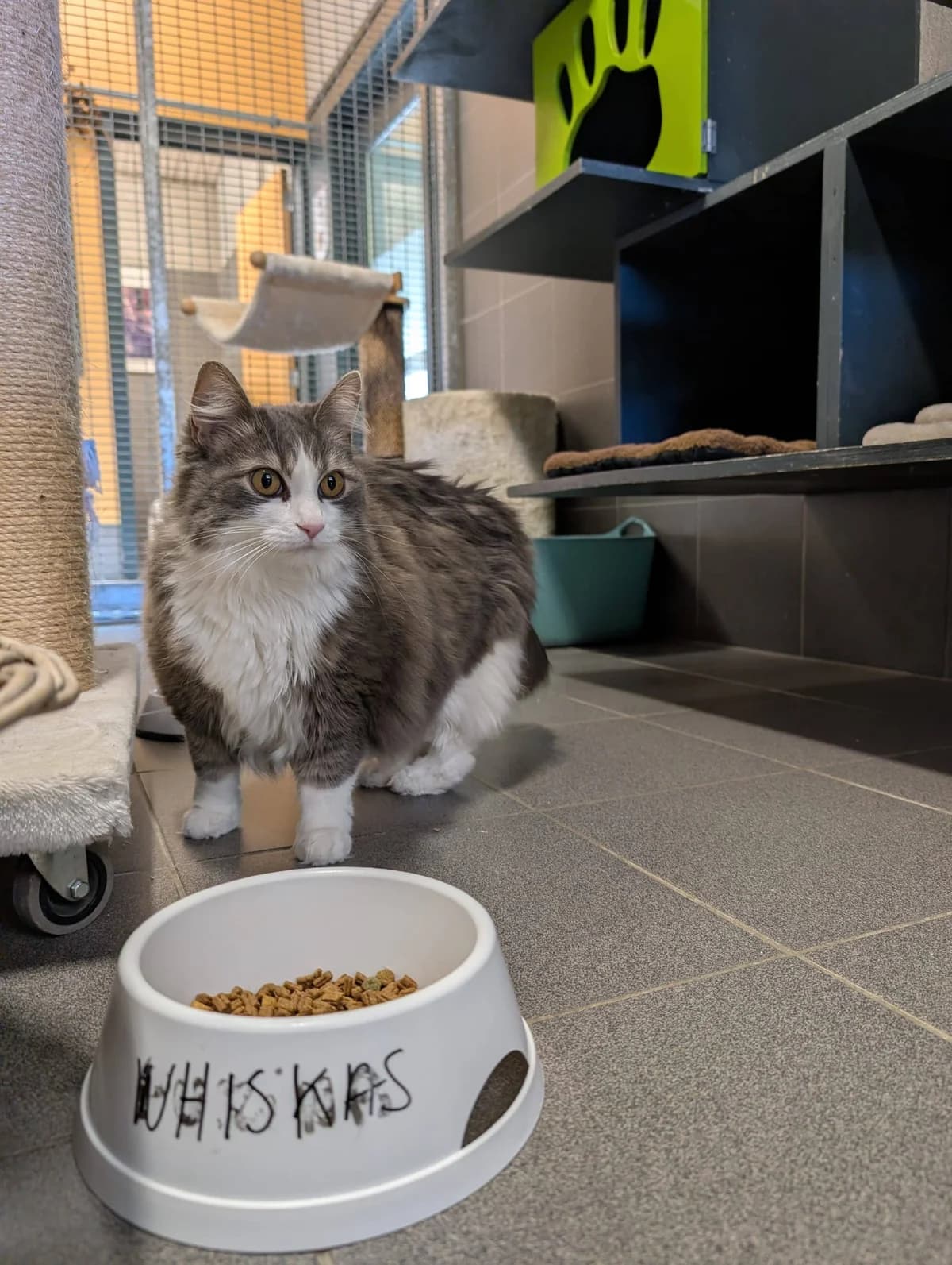 Minou 2.0, female 7yo Mixed Breed for adoption at Dierenasiel Sint-Truiden, Sint-Truiden