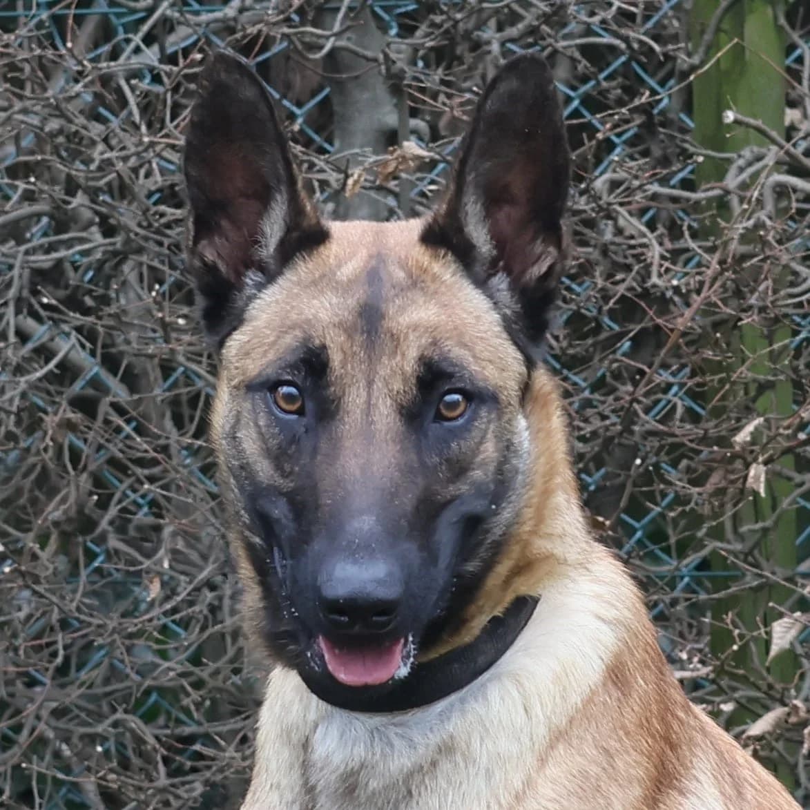 Nala, female 3yo mixed breed for adoption at Dierenasiel Sint-Truiden, Sint-Truiden