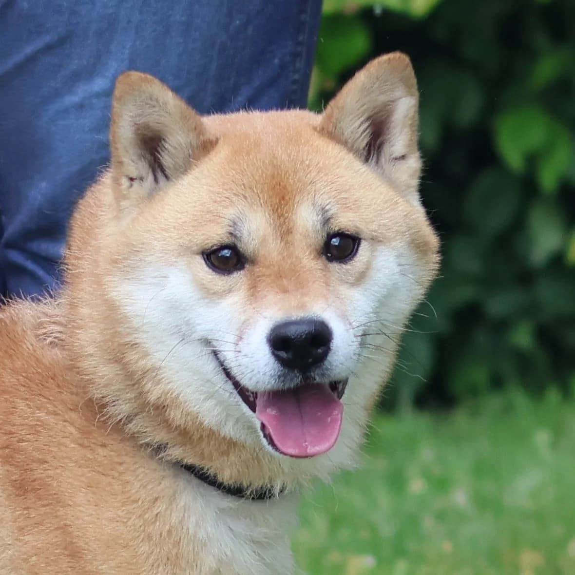 Noodle, female 7yo Shiba Inu for adoption at Dierenasiel Sint-Truiden, Sint-Truiden