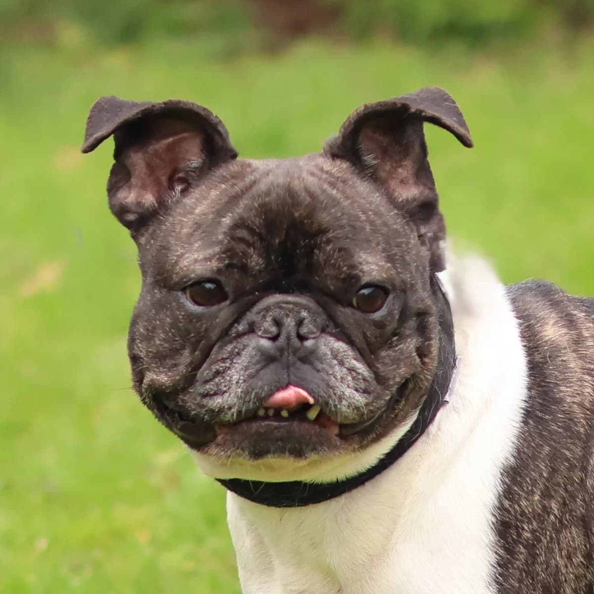 Oscar, male 4yo English Bulldog for adoption at Dierenasiel Sint-Truiden, Sint-Truiden