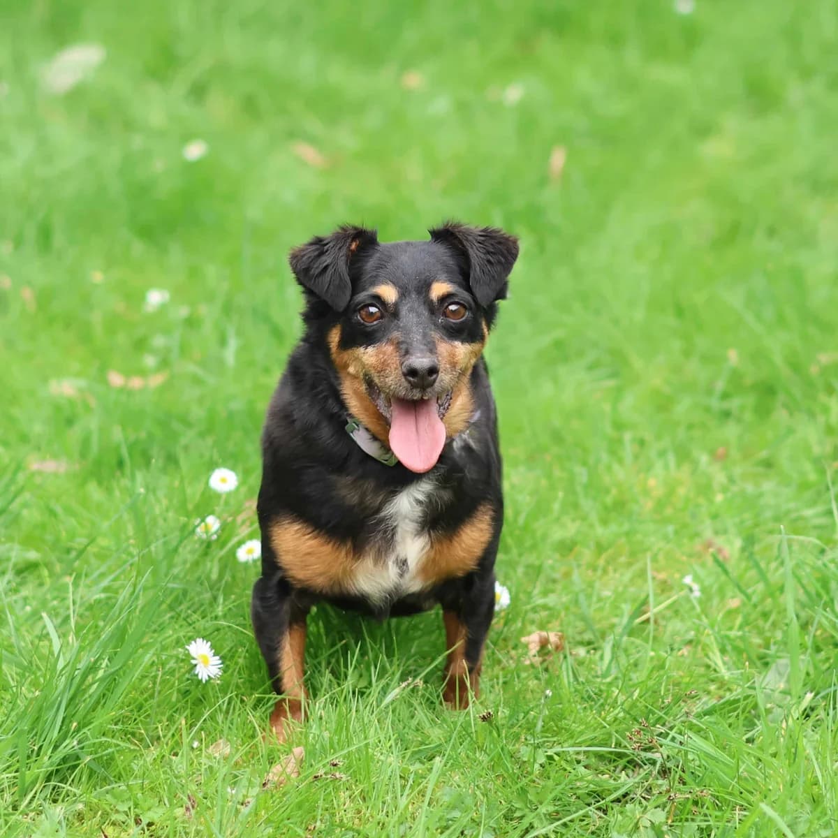 Ozzy – Geadopteerd, male 7yo mixed breed for adoption at Dierenasiel Sint-Truiden, Sint-Truiden