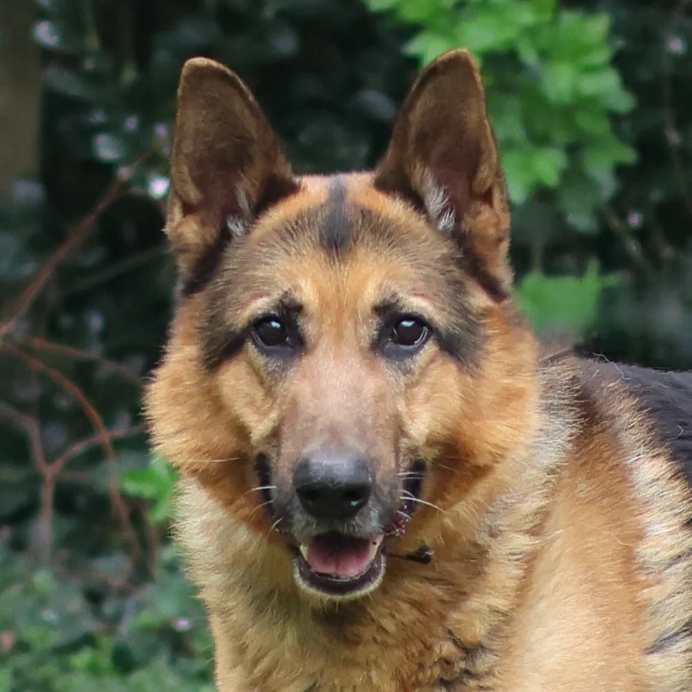 Paco, male senior mixed breed for adoption at Dierenasiel Sint-Truiden, Sint-Truiden
