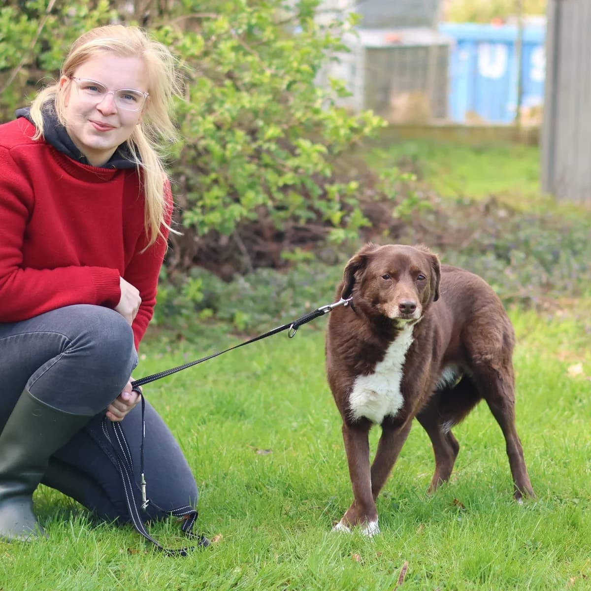 Pepper,  mixed breed for adoption at Dierenasiel Sint-Truiden, Sint-Truiden