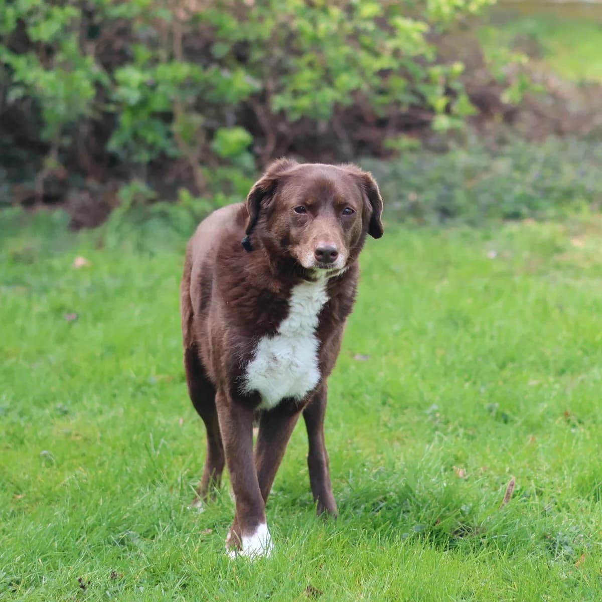 Pepper,  mixed breed for adoption at Dierenasiel Sint-Truiden, Sint-Truiden — photo 2 of 13