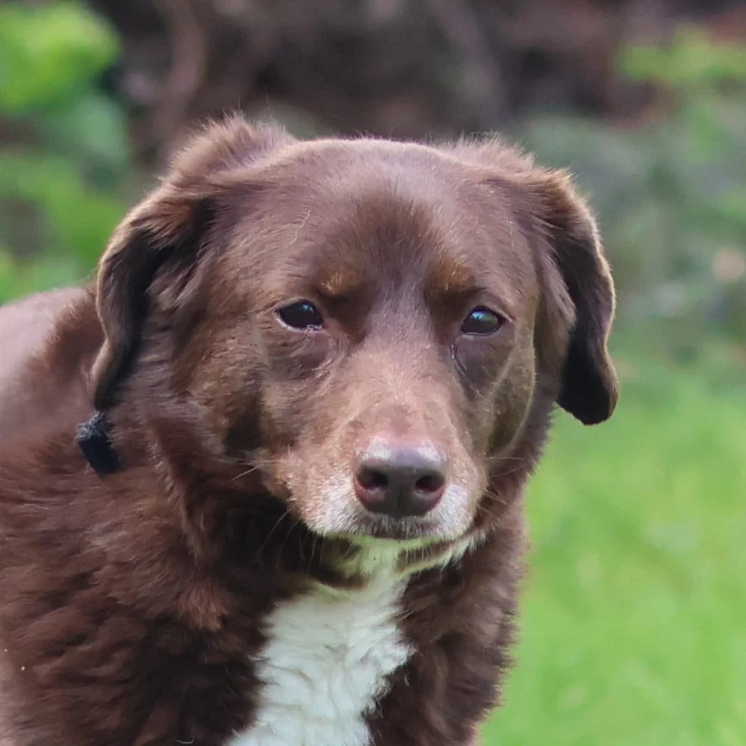 Pepper,  mixed breed for adoption at Dierenasiel Sint-Truiden, Sint-Truiden — photo 3 of 13