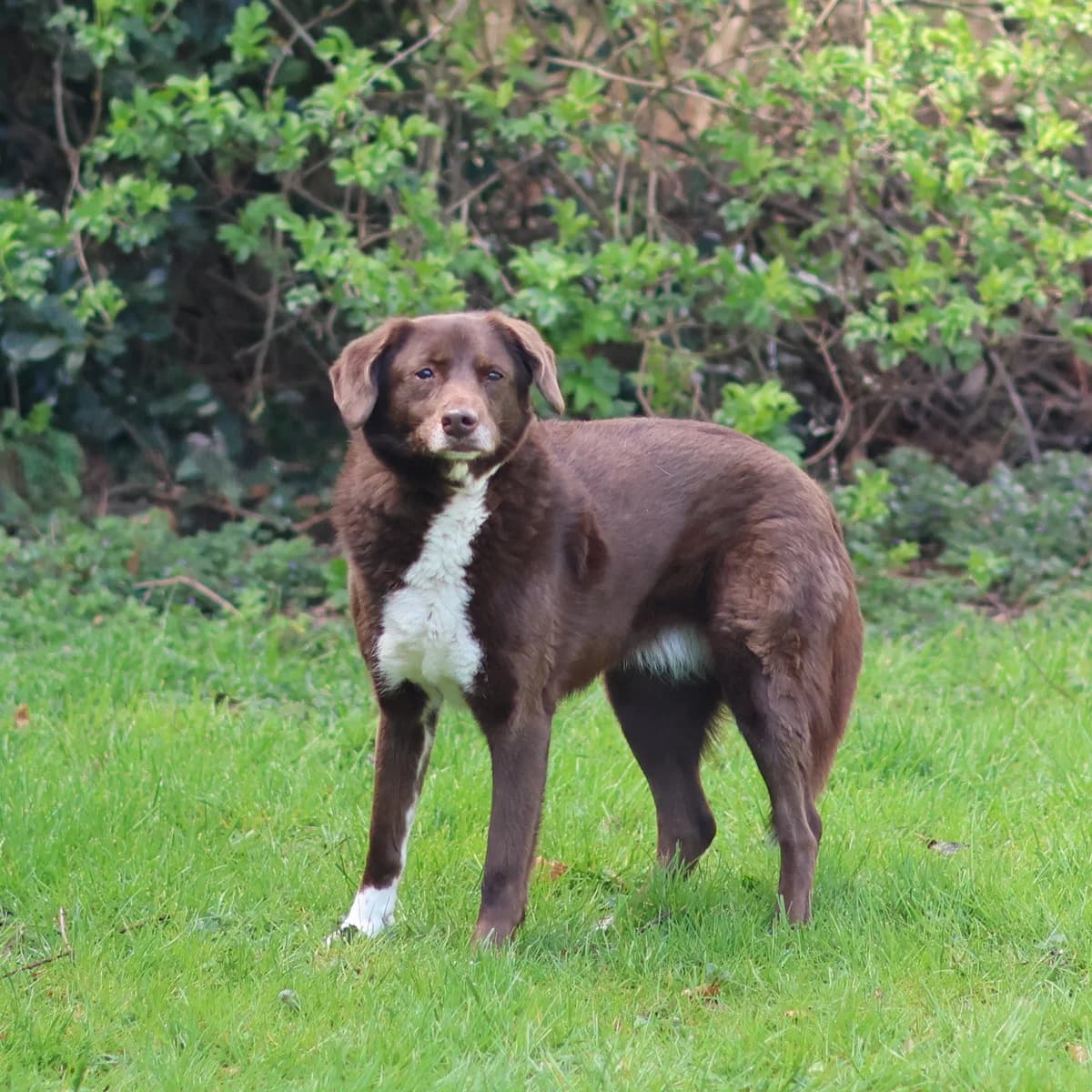 Pepper,  mixed breed for adoption at Dierenasiel Sint-Truiden, Sint-Truiden — photo 4 of 13