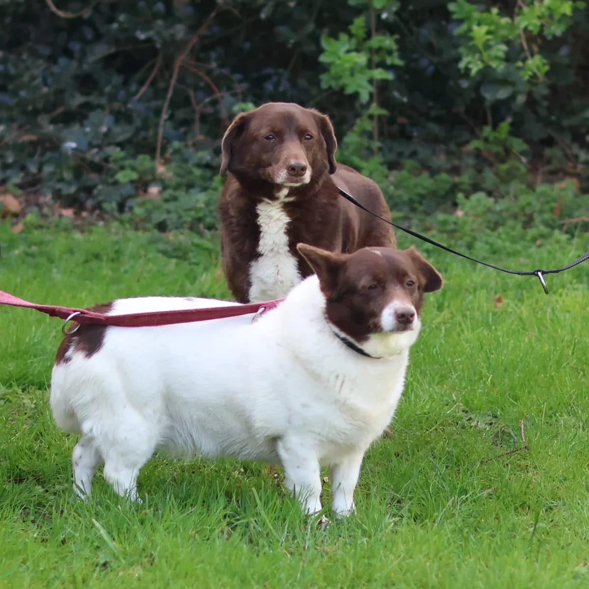 Pepper,  mixed breed for adoption at Dierenasiel Sint-Truiden, Sint-Truiden — photo 5 of 13