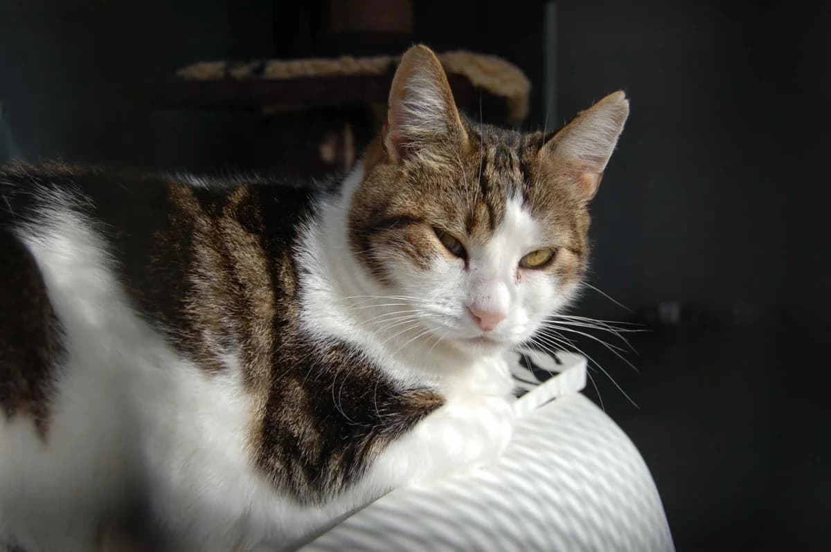 Pepper,  mixed breed for adoption at Dierenasiel Sint-Truiden, Sint-Truiden — photo 6 of 13