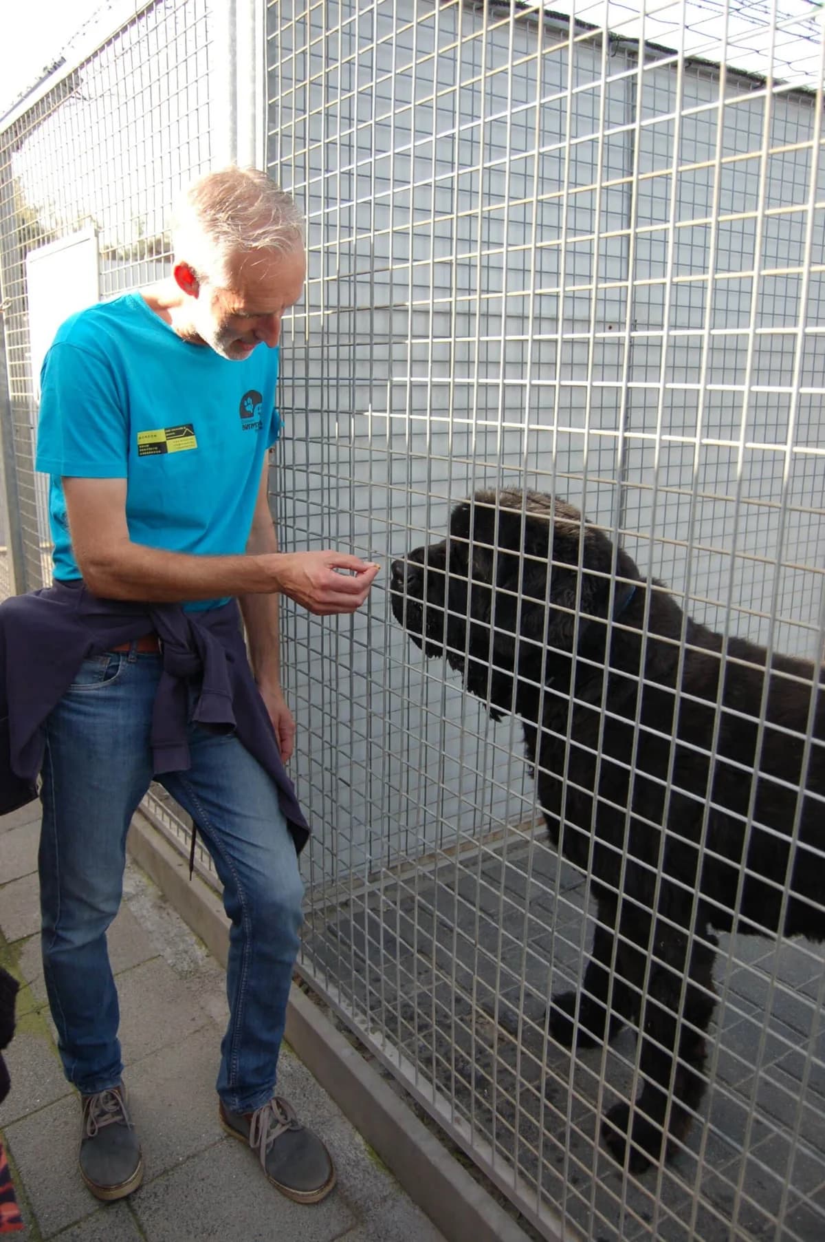 Pepper,  mixed breed for adoption at Dierenasiel Sint-Truiden, Sint-Truiden — photo 7 of 13