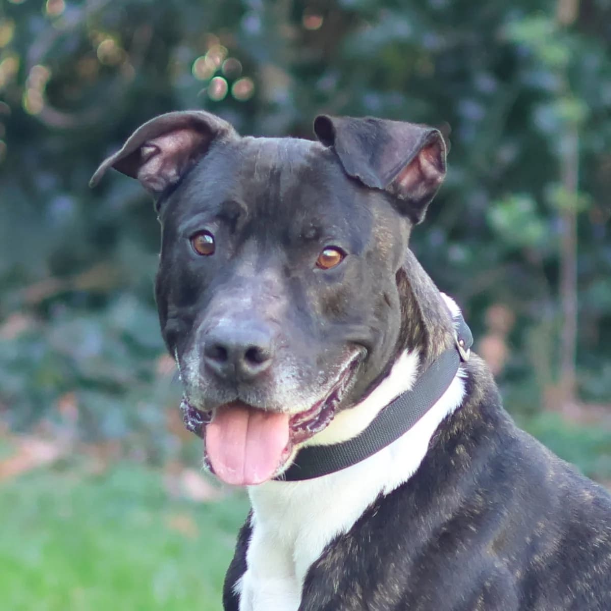 Rakky, male young Staffordshire Bull Terrier for adoption at Dierenasiel Sint-Truiden, Sint-Truiden