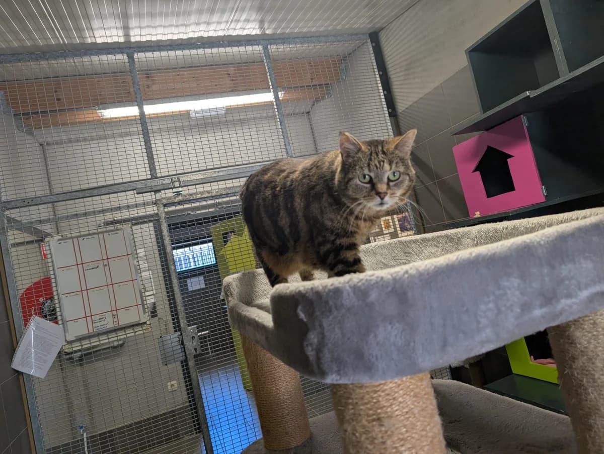 Rosie, female senior Mixed Breed for adoption at Dierenasiel Sint-Truiden, Sint-Truiden