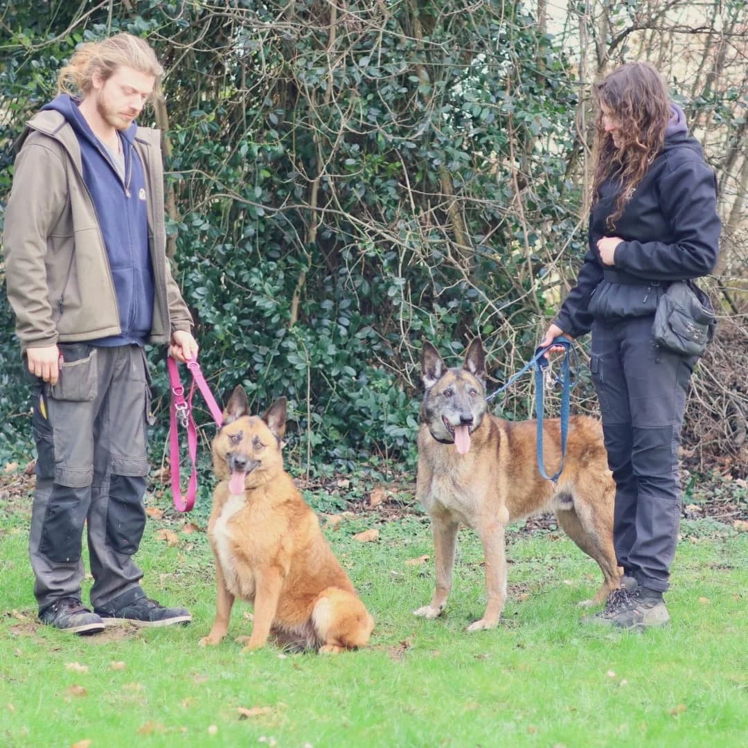 Sam, male senior mixed breed for adoption at Dierenasiel Sint-Truiden, Sint-Truiden