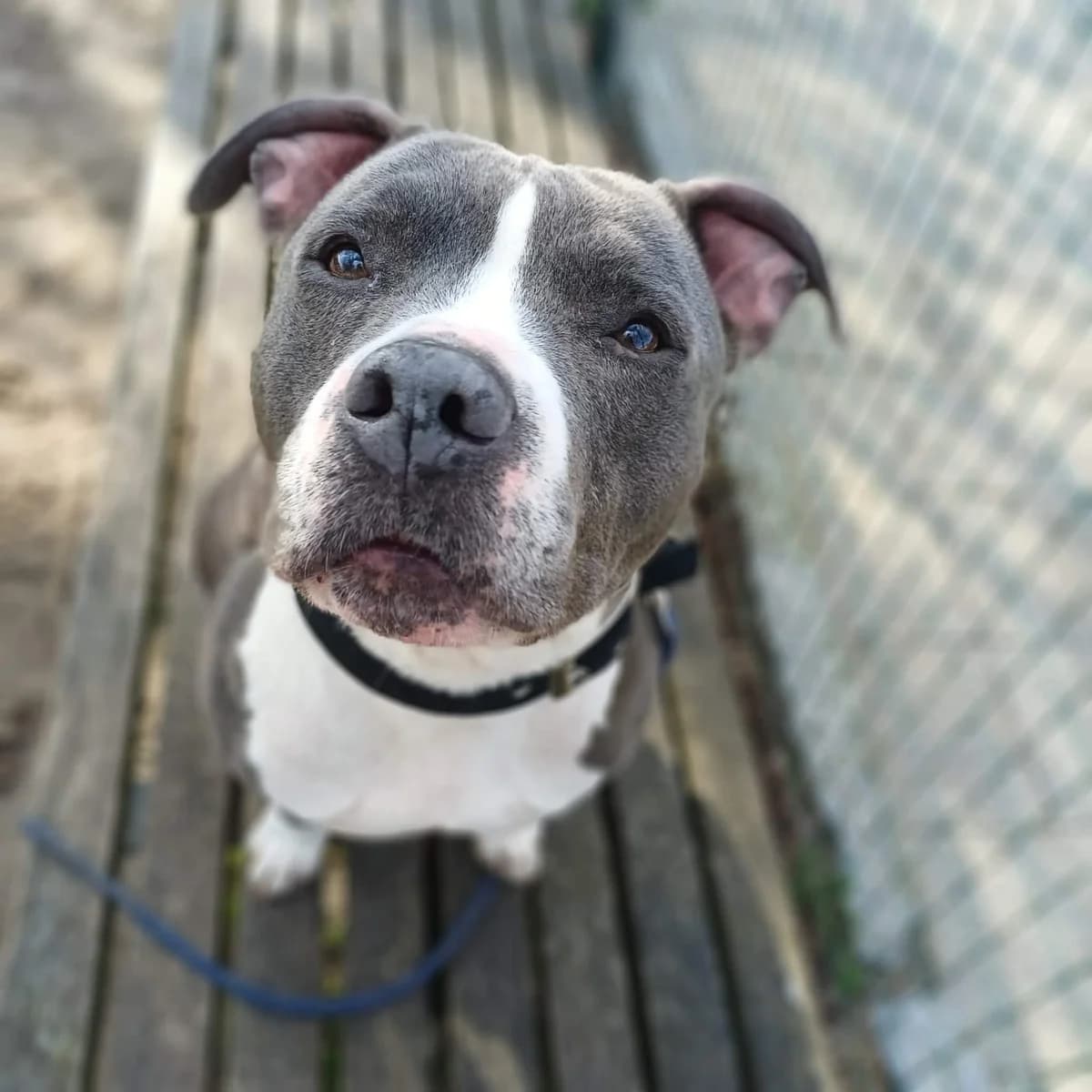 Shiva, female senior Staffordshire Bull Terrier for adoption at Dierenasiel Sint-Truiden, Sint-Truiden