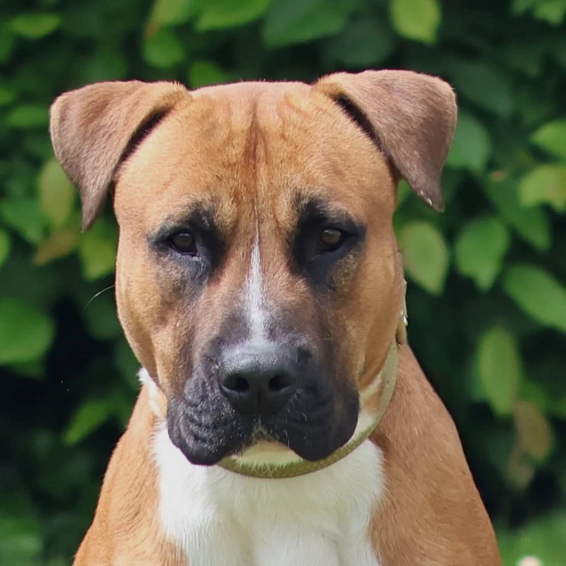 Thor – Geadopteerd, male young mixed breed for adoption at Dierenasiel Sint-Truiden, Sint-Truiden