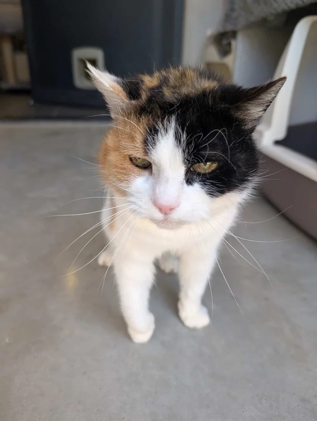 Tin, female Mixed Breed for adoption at Dierenasiel Sint-Truiden, Sint-Truiden