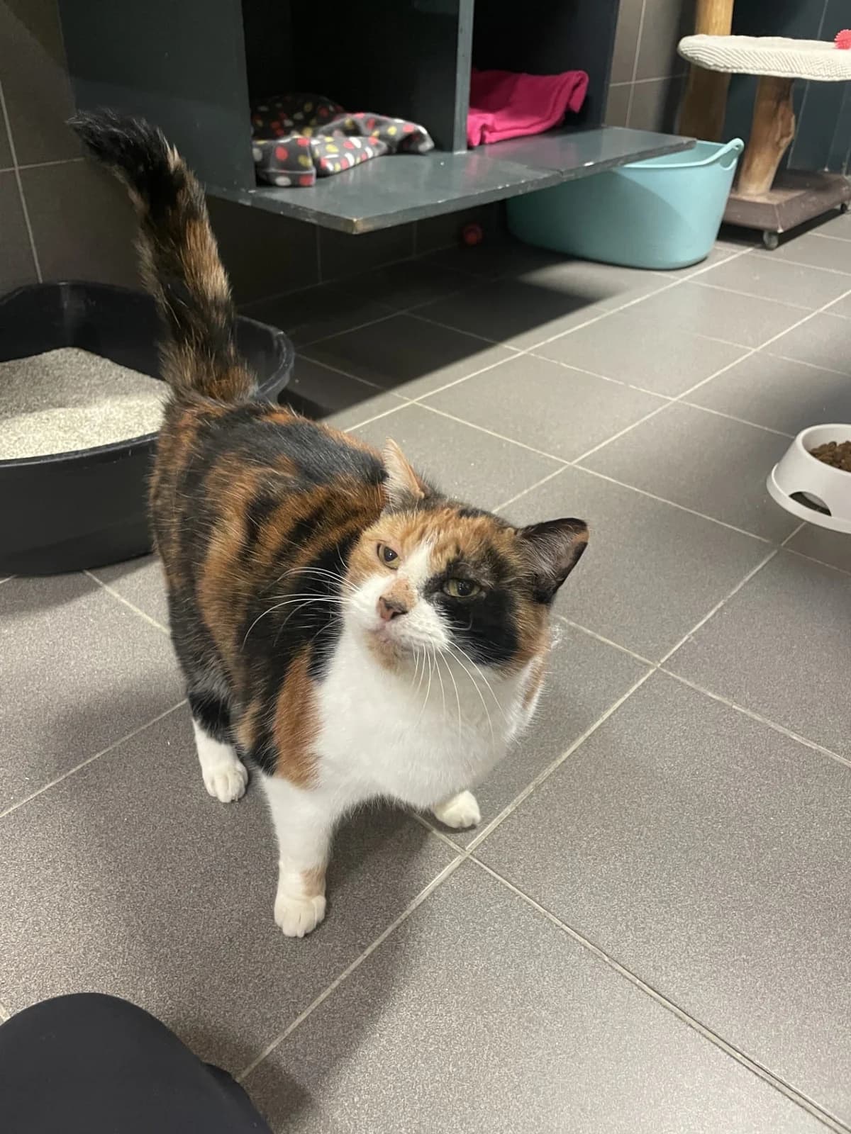 Trees – Geadopteerd, female Mixed Breed for adoption at Dierenasiel Sint-Truiden, Sint-Truiden