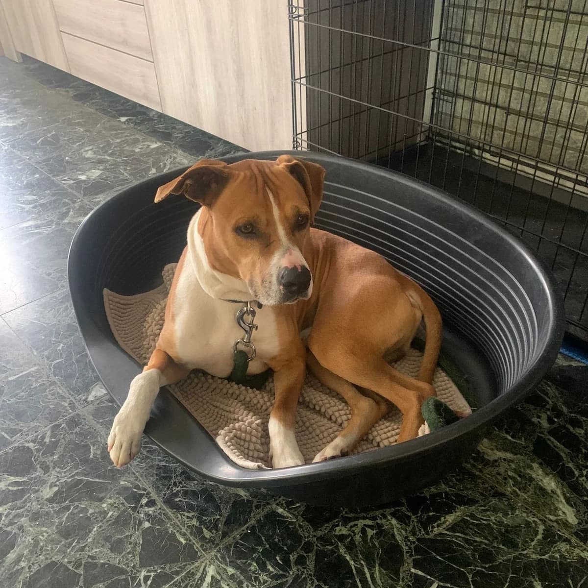 Tyson, male 6yo mixed breed for adoption at Dierenasiel Sint-Truiden, Sint-Truiden