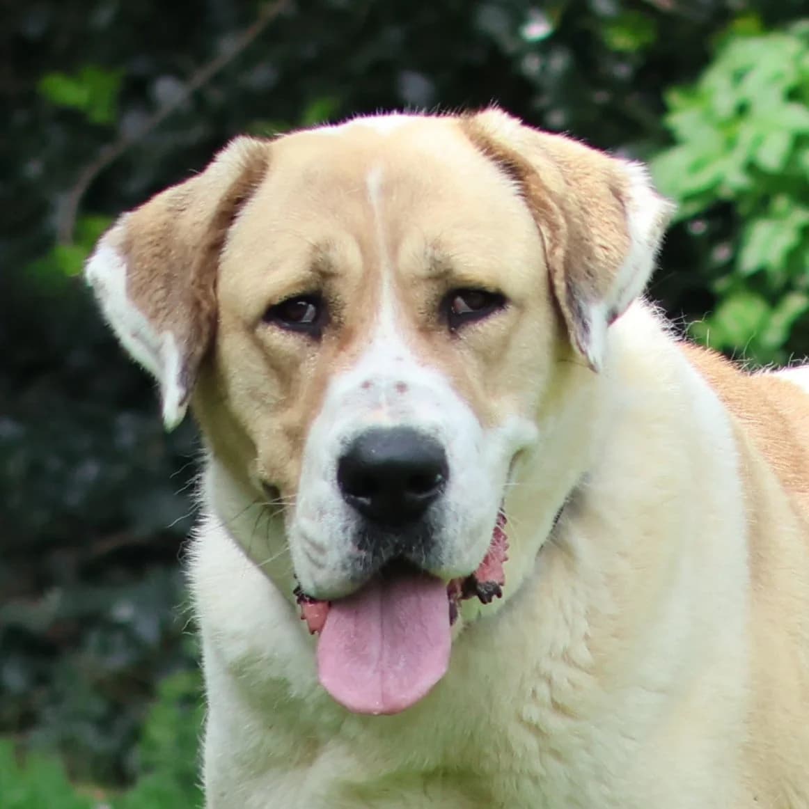 Wiggles, female mixed breed for adoption at Dierenasiel Sint-Truiden, Sint-Truiden