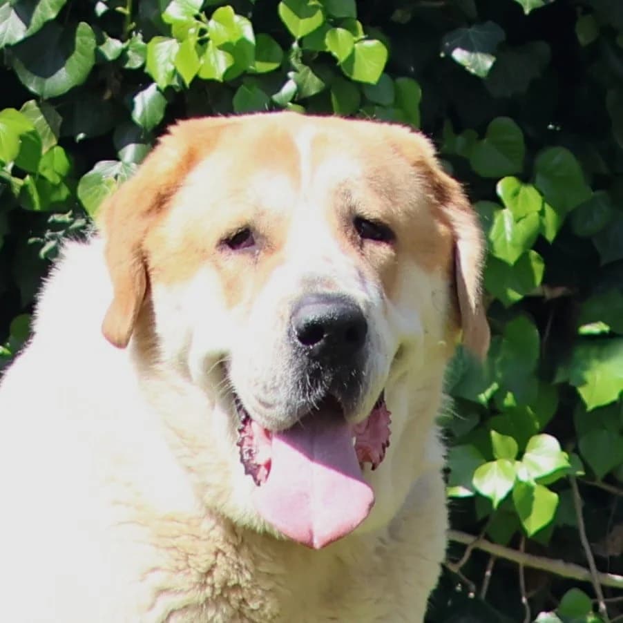 Winnie, female 3yo mixed breed for adoption at Dierenasiel Sint-Truiden, Sint-Truiden
