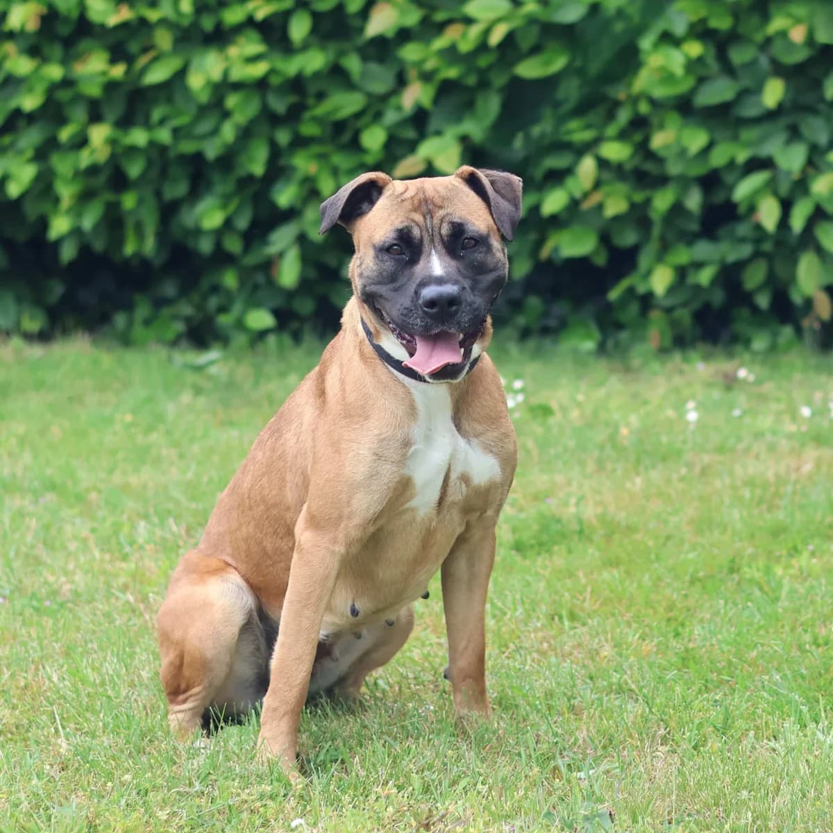 Winny, female young mixed breed for adoption at Dierenasiel Sint-Truiden, Sint-Truiden