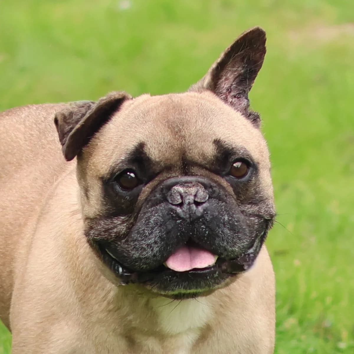 Zeus, male senior English Bulldog for adoption at Dierenasiel Sint-Truiden, Sint-Truiden