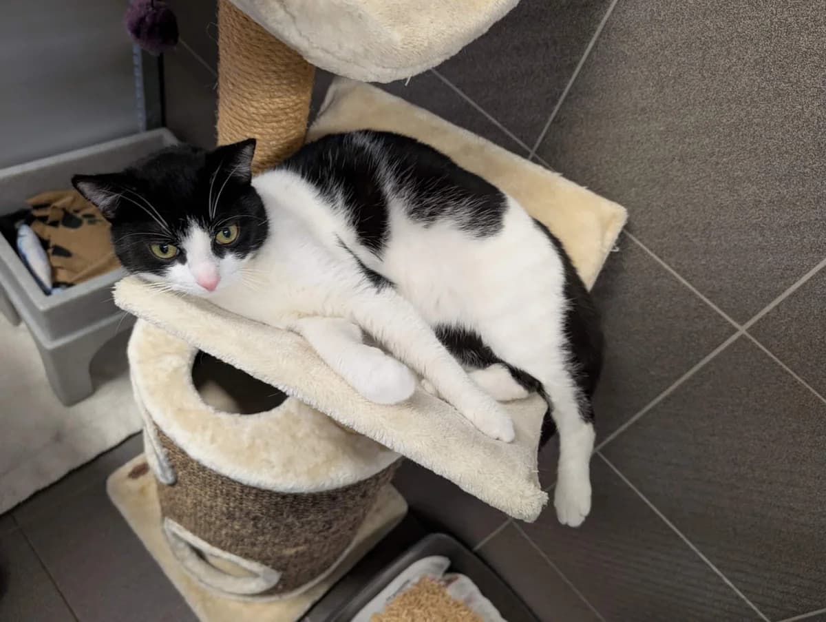 Ziggy, male Mixed Breed for adoption at Dierenasiel Sint-Truiden, Sint-Truiden