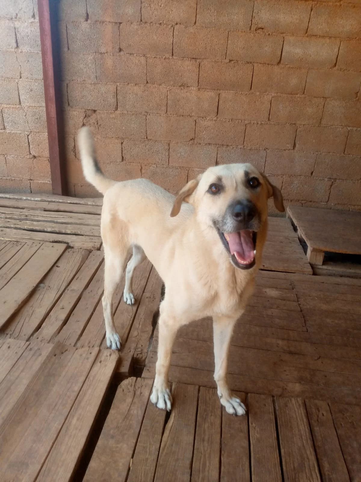 Xena, female 3yo mixed breed for adoption at SOS Zwerfhonden, Kruisem