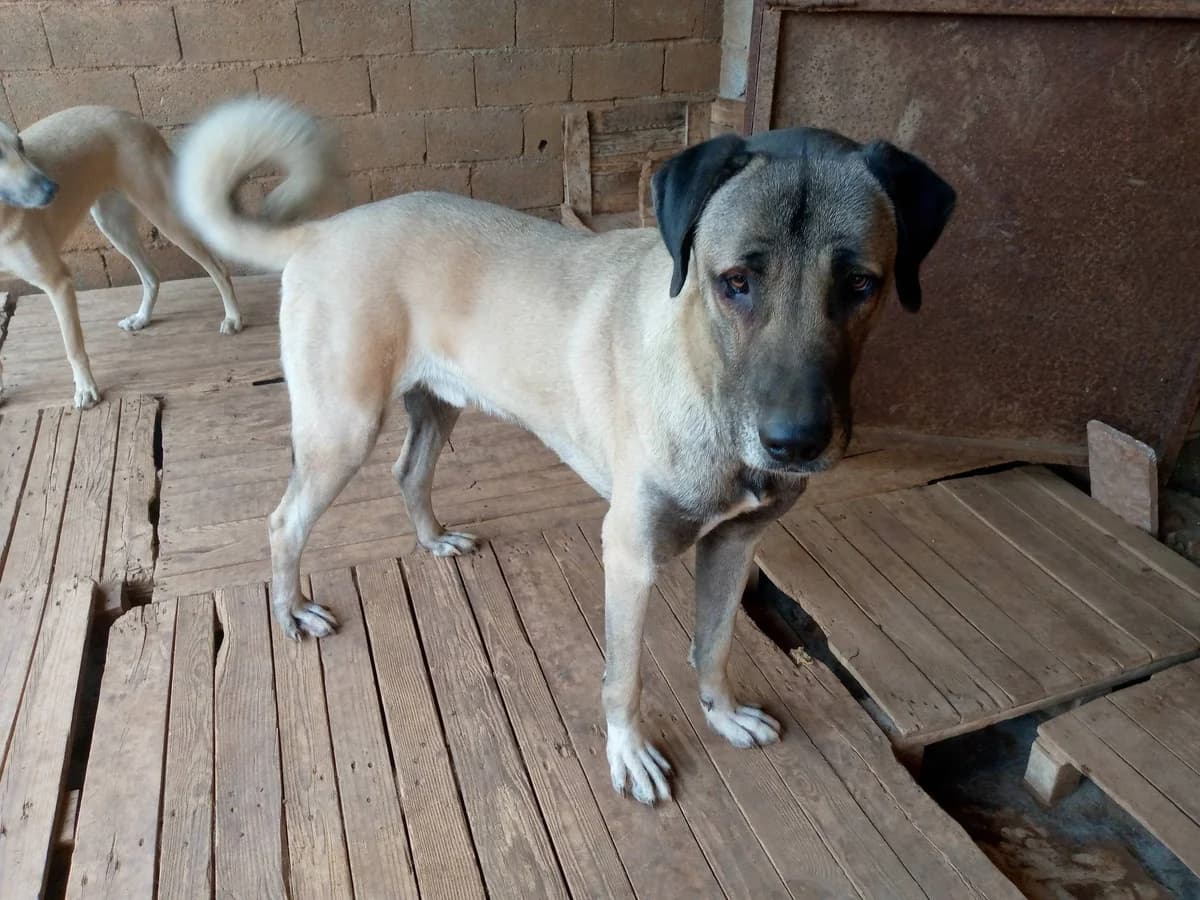 Cango, male mixed breed for adoption at SOS Zwerfhonden, Kruisem