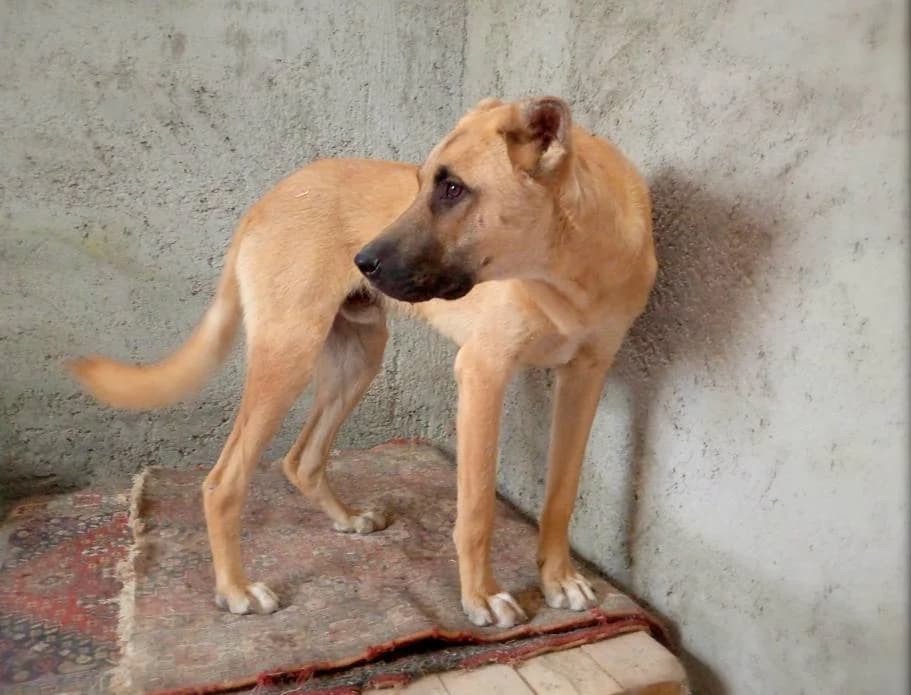 Biber, male mixed breed for adoption at SOS Zwerfhonden, Kruisem