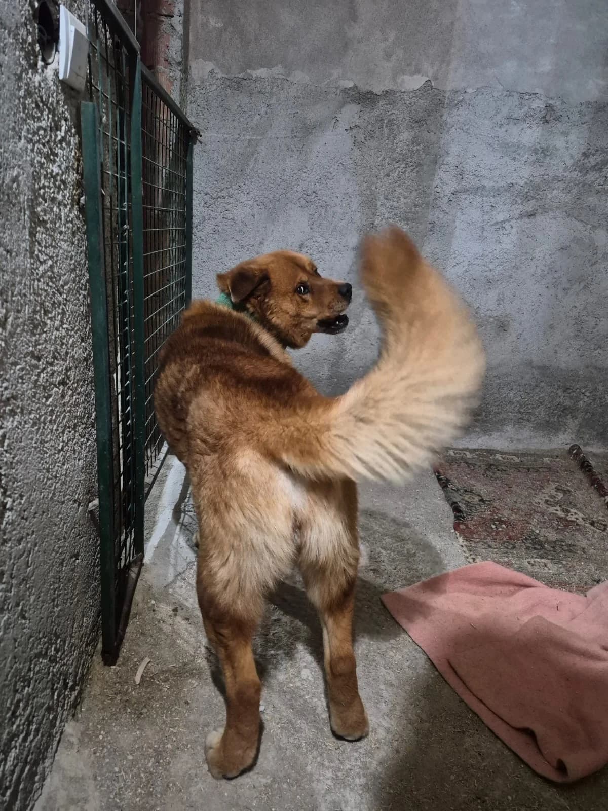 Goofy, male 5yo mixed breed for adoption at SOS Zwerfhonden, Kruisem