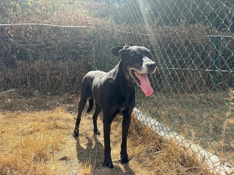 Nallah, Noir taches blanches female senior mixed breed for adoption at SPA Charleroi, Charleroi