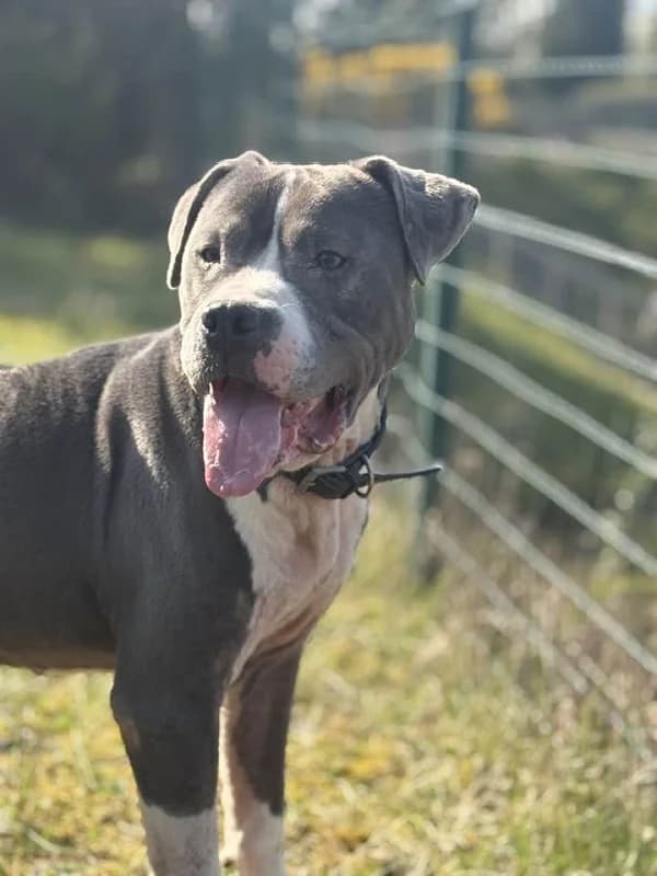 Oslo, Blanc bleu male 5yo American Staffordshire Terrier for adoption at SPA Charleroi, Charleroi