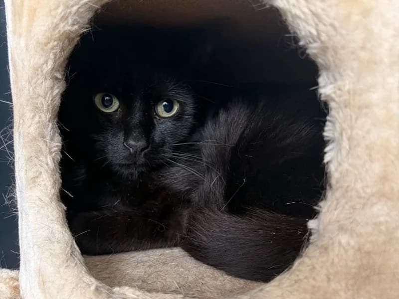 Ryder,  (SPA Charleroi)