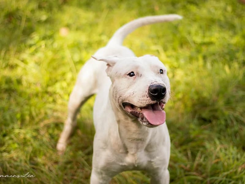 Milo, Blanc male senior American Staffordshire Terrier for adoption at SPA Charleroi, Charleroi