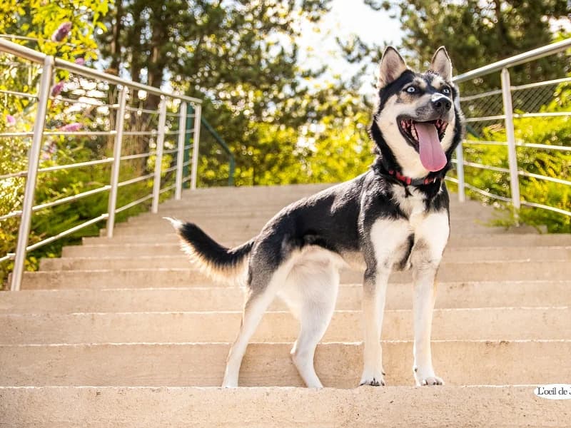 Nala, Blanc et brun female young Husky for adoption at SPA Charleroi, Charleroi