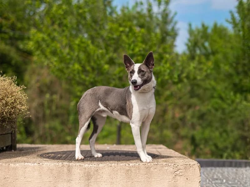 Kosmo, Gris blanc male young Border Collie for adoption at SPA Charleroi, Charleroi